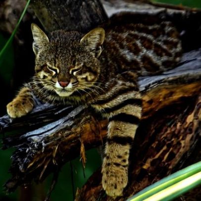 Estudo genético aponta risco de extinção para gata-pampas de manguezais