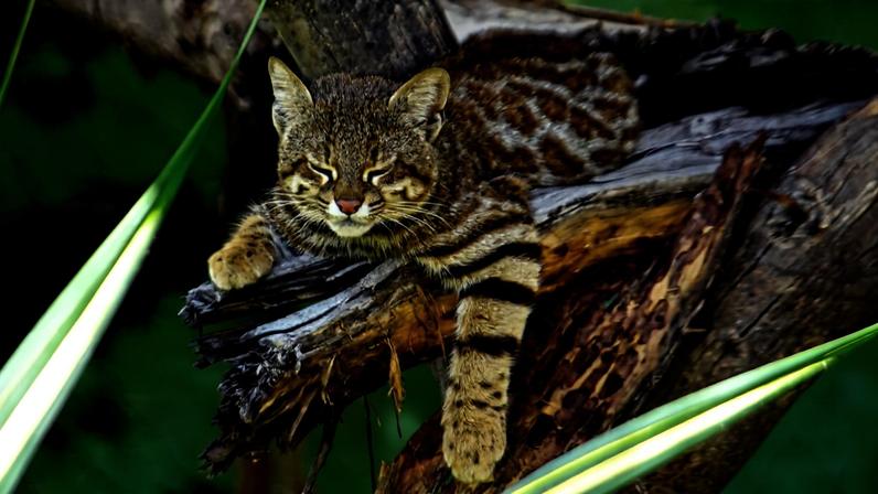 A desert pampas cat (Leopardus garleppi). A genetic study caused researchers to raise an alarm over a small, unique, dry mangrove-adapted population being genetically unhealthy, putting it at risk for local extinction.