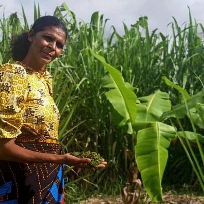 Fazenda de uma mulher em Malawi revela o potencial com terra e apoio