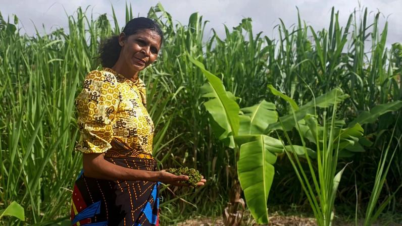 Fazenda de uma mulher em Malawi revela o potencial com terra e apoio