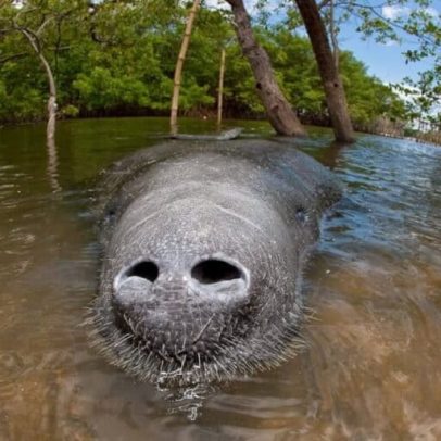 Plano de perfuração na Amazônia exclui peixe-boi híbrido único gigante