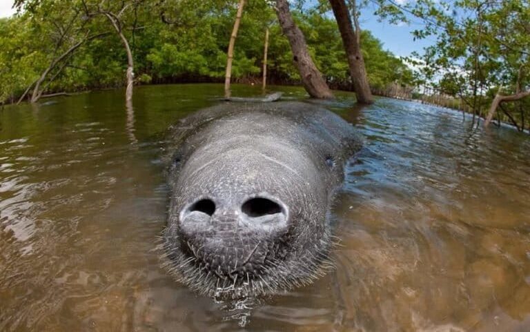 Plano de perfuração na Amazônia exclui peixe-boi híbrido único gigante
