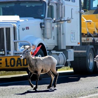 O caminho longo para rodovias seguras: movimento global para reconectar habitats