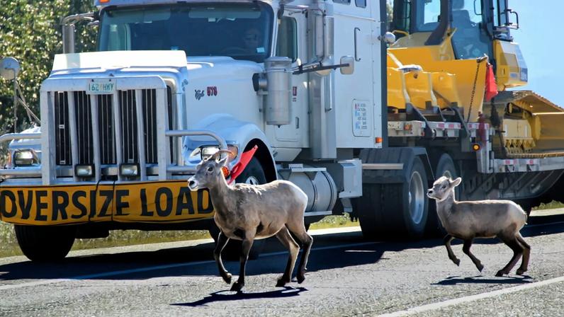 Wildlife overpass in Colorado, designed to reconnect fragmented habitats and reduce animal-vehicle collisions.
