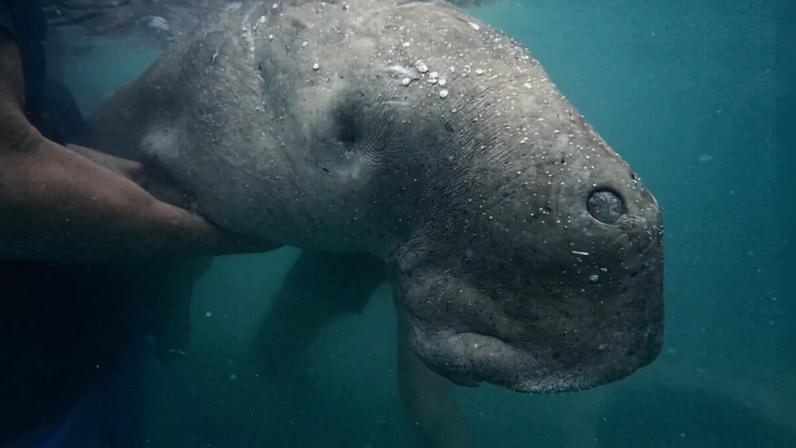 Ilha da Tailândia protege e busca recuperar os dugongos