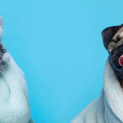 Gatos precisam tomar banho? Entenda quando é necessário