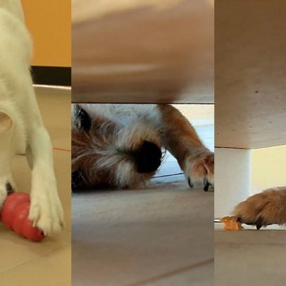 Como saber se o cachorro é destro ou canhoto, segundo a ciência