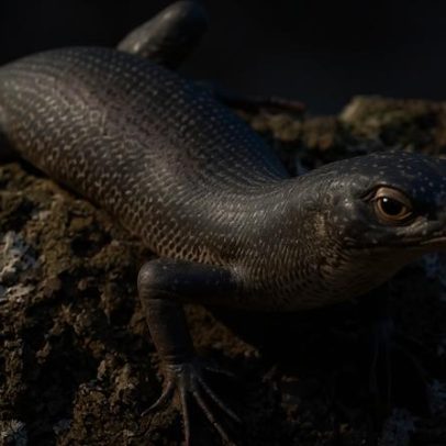 Estudo descreve a evolução do lagarto endêmico de Fernando de Noronha
