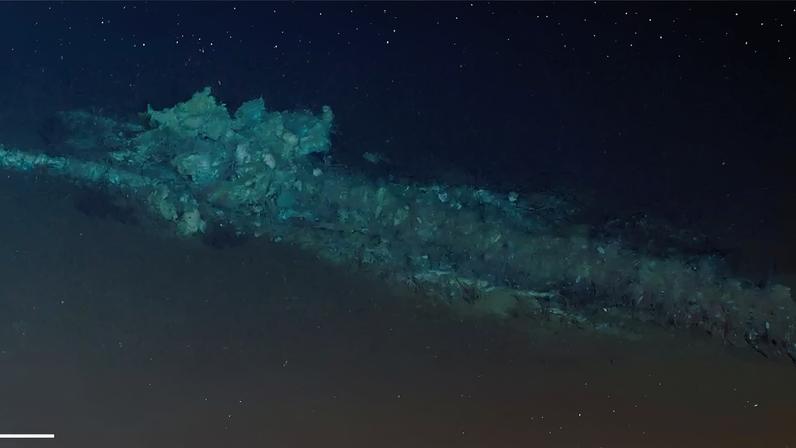 Três imagens subaquáticas mostram um naufrágio coberto por vida marinha. A imagem superior exibe o naufrágio alongado e esverdeado no fundo escuro do oceano. A imagem inferior esquerda detalha estrelas-serpente brancas e outros organismos em uma parte do naufrágio. A imagem inferior direita mostra uma colônia de anêmonas-do-mar rosadas e translúcidas fixadas ao naufrágio