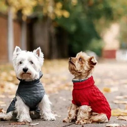 Roupas para pets no frio: necessidade real ou exagero?