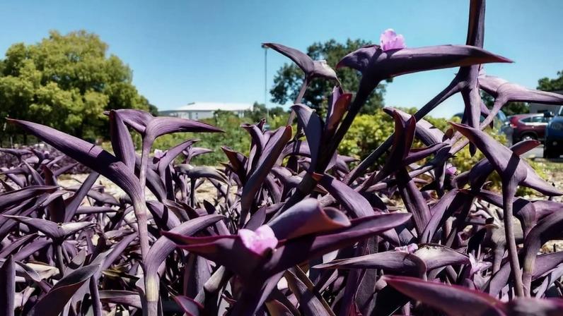 Plantas com folhagens roxas trazem cor e elegância aos ambientes