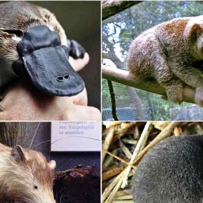 Quatro mamíferos venenosos no mundo: entenda cada um