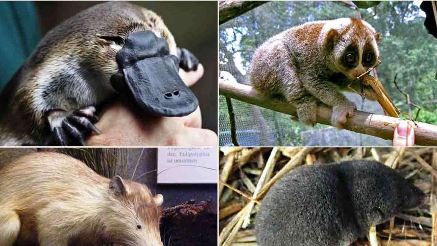 Quatro mamíferos venenosos no mundo: entenda cada um