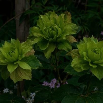 Rosa-verde: flor curiosa que desafia o que se espera de uma rosa