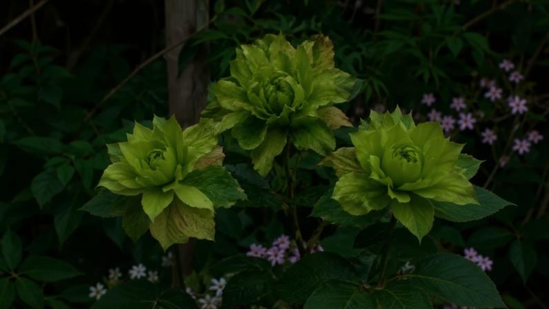 Rosa-verde: flor curiosa que desafia o que se espera de uma rosa