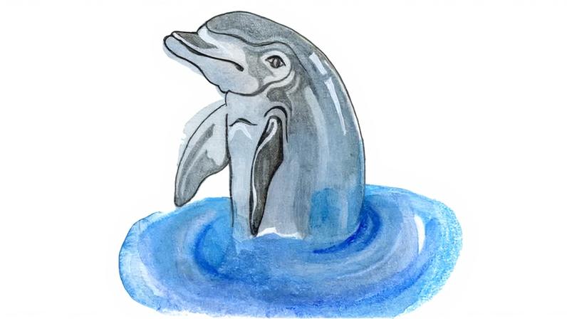 Como funcionam as narinas dos golfinhos e a velocidade das nuvens, quiz infantil