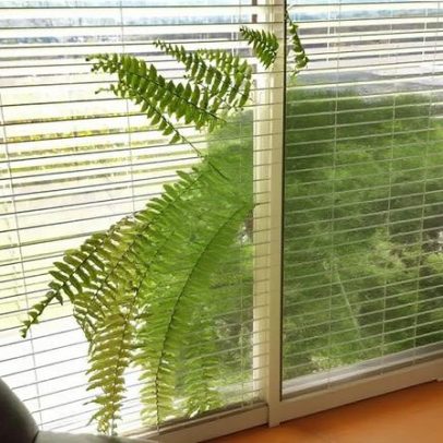 Plantas ideais para decorar a casa neste inverno, com dicas de cultivo