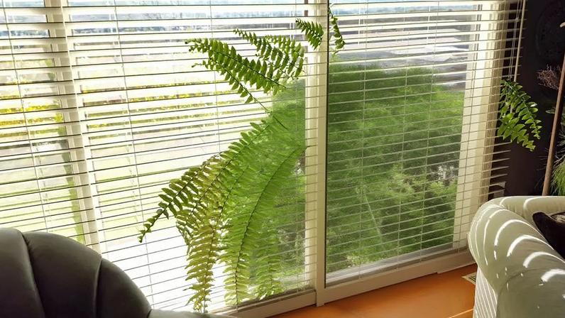 Sala de estar aconchegante com vasos de plantas para decorar a casa durante o inverno