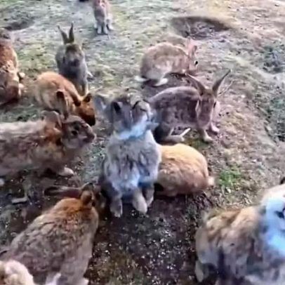 Ilha oferece recebimento imediato de visitantes por coelhos ao desembarcar