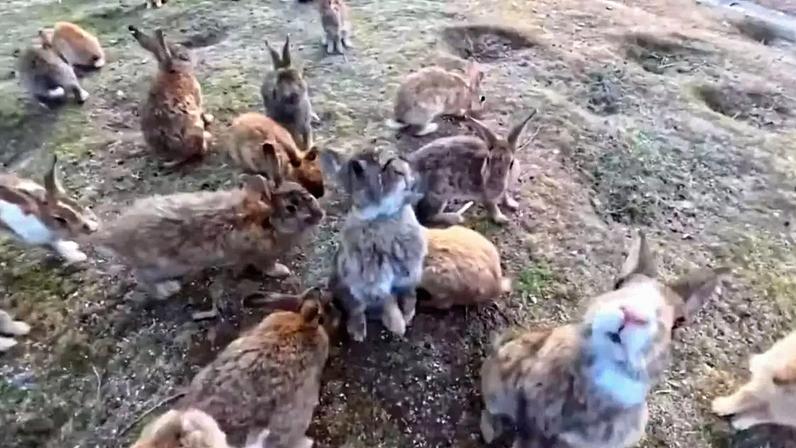 Centenas de animais correndo em direção aos turistas na ilha dos coelhos no Japão.