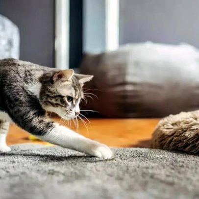 Medicina veterinária e ciência do comportamento desvendam enigmas felinos