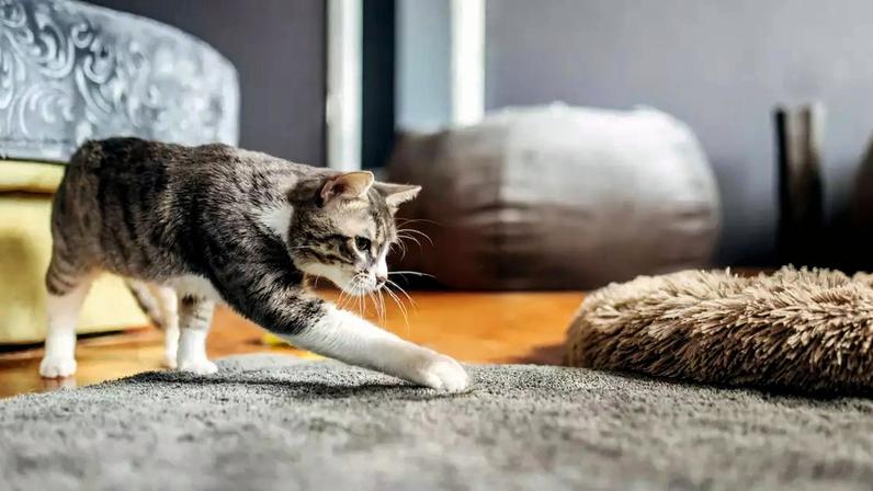 Gato interagindo com brinquedo com penas na ponta