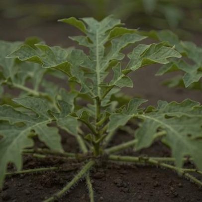 Como cultivar melancia mini em casa: dicas práticas