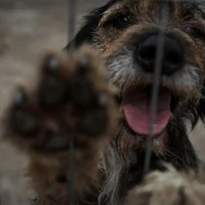 Transição ética de adoção após fim do comércio de pets em Porto Alegre