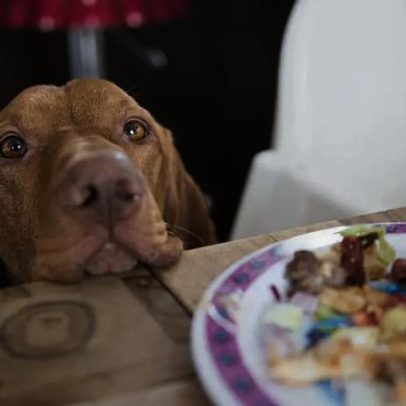 7 comidas comuns em casa podem ser perigosas para cães
