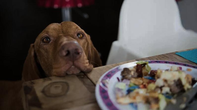 Descubra os alimentos que devem ficar longe do seu pet