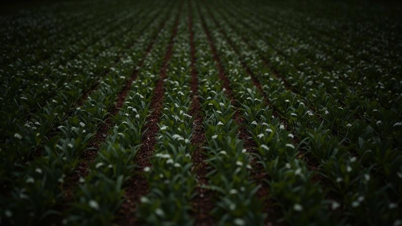 Plantação de soja em área do município de Alto Paraíso