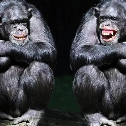 Animais têm amigos? Pesquisas revelam vínculos que duram anos ou toda a vida