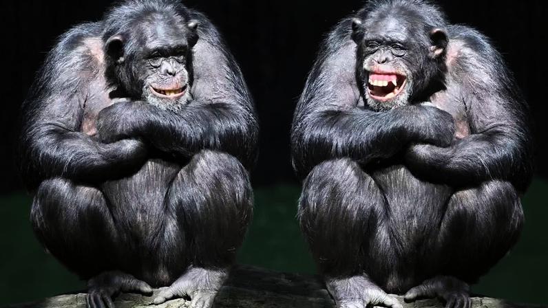 Há casos em que dois animais passam muito tempo juntos, cooperam com frequência, se apoiam em conflitos e parecem “escolher” mutuamente a companhia um do outro – depositphotos.com / vladvitek