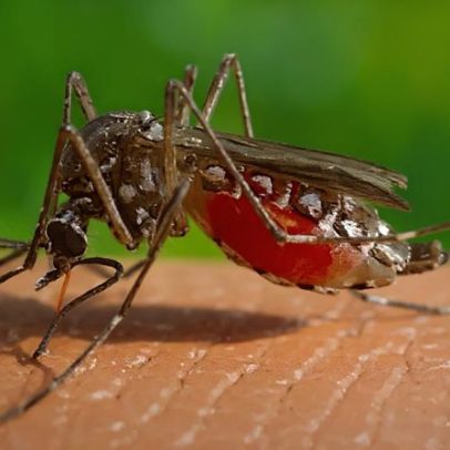 Ex-diretor da Anvisa diz que vacina do Butantan contra dengue seria aprovada