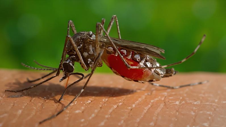 Vacina contra a dengue do Butantan foi suspensa esta semana pela Anvisa
