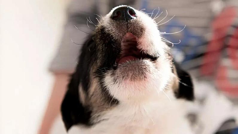 Descubra por que deixar o cachrro filhote chorando é um erro biológico. Entenda como o estresse afeta o cérebro do pet e saiba como agir