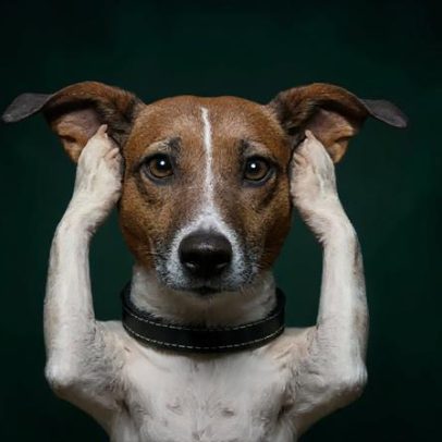 5 cuidados com animais durante a Copa do Mundo e festas juninas