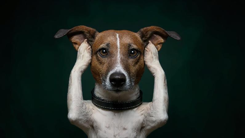 Combinação de barulho, movimentação intensa e ambientes mais agitados durante o período pode representar um desafio para cães e gatos