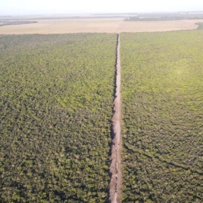 Projeto no Brasil paga produtores por florestas e busca ampliar escala