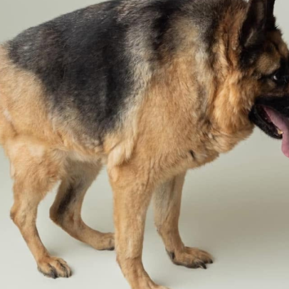 O que significa o apelido cachorro cururu e de onde vem