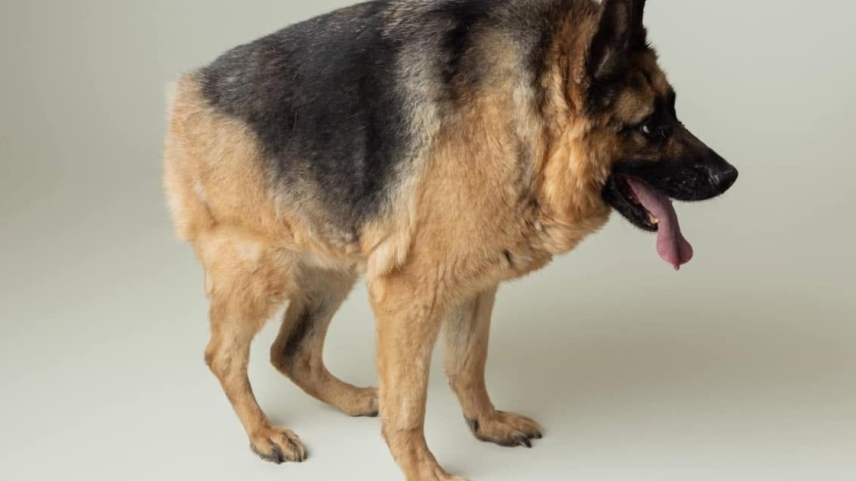 Cachorro cururu