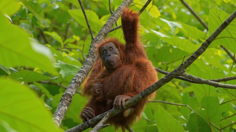 Restam menos de 800 orangotangos de Tapanuli na natureza, todos eles na ilha de Sumatra, na Indonésia.