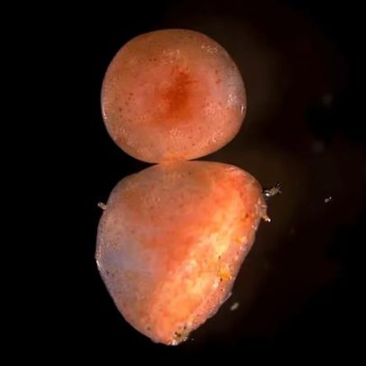 Por que cientistas apelidaram fragmentos de pepino-do-mar de zumbis