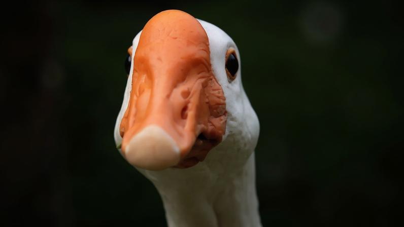 Pato branco com bico e protuberância laranja na cabeça, olhando diretamente para frente, com olhos pretos e fundo verde desfocado
