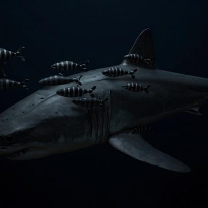 Tubarão-branco é filmado pela primeira vez no Mediterrâneo