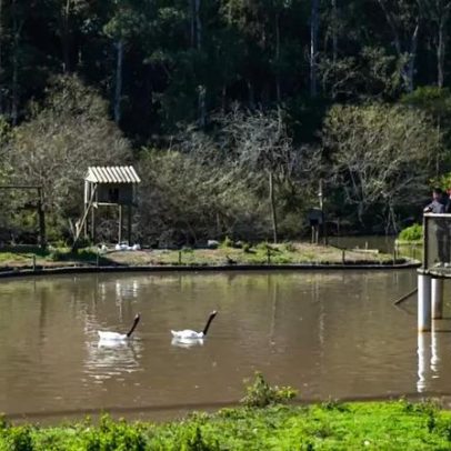Zoológico de Sapucaia do Sul reabre para visitas neste sábado