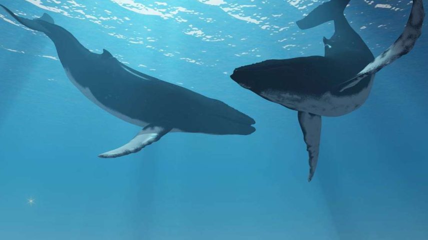 Longe de serem apenas habitantes dos oceanos, elas funcionam como aliadas discretas na captura e no armazenamento de carbono, ajudando a regular o clima em escala planetária – depositphotos.com / CoreyFord