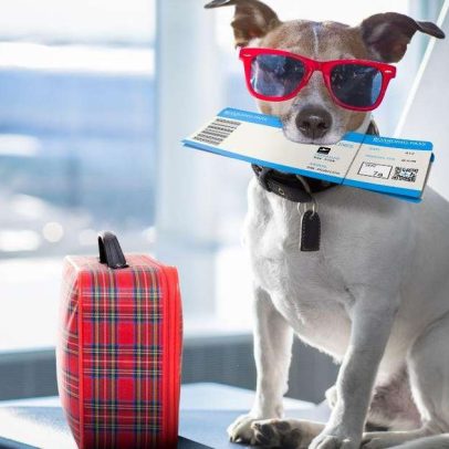 Como viajar com seu pet de avião, dicas e requisitos