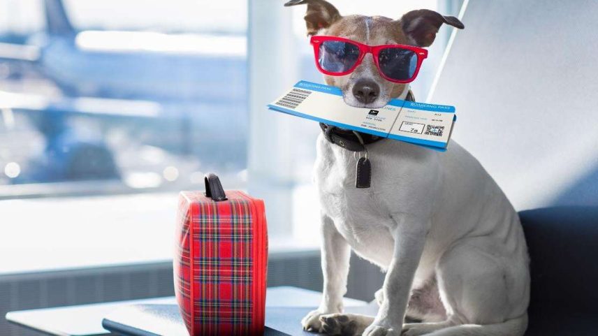Veja como viajar de avião com seu pet
