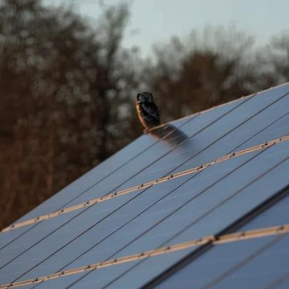 Parques de painéis solares atraem aves e insetos, fortalecendo biodiversidade